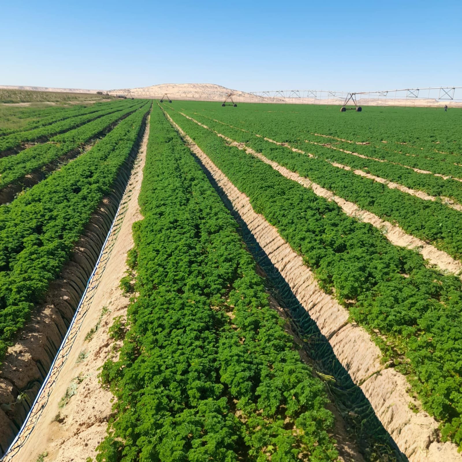 Irrigated green agricultural field