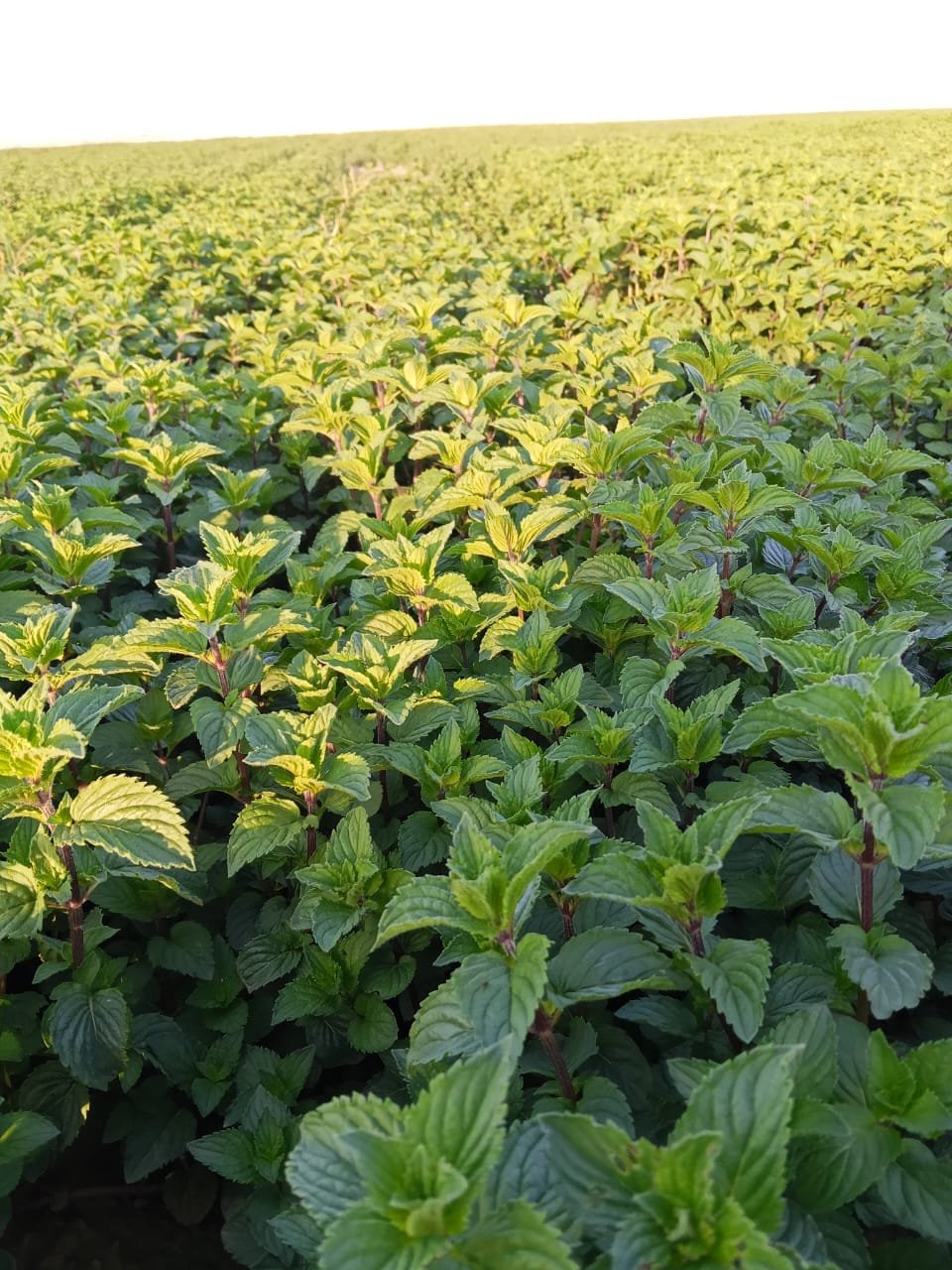 Close view of healthy green leaves