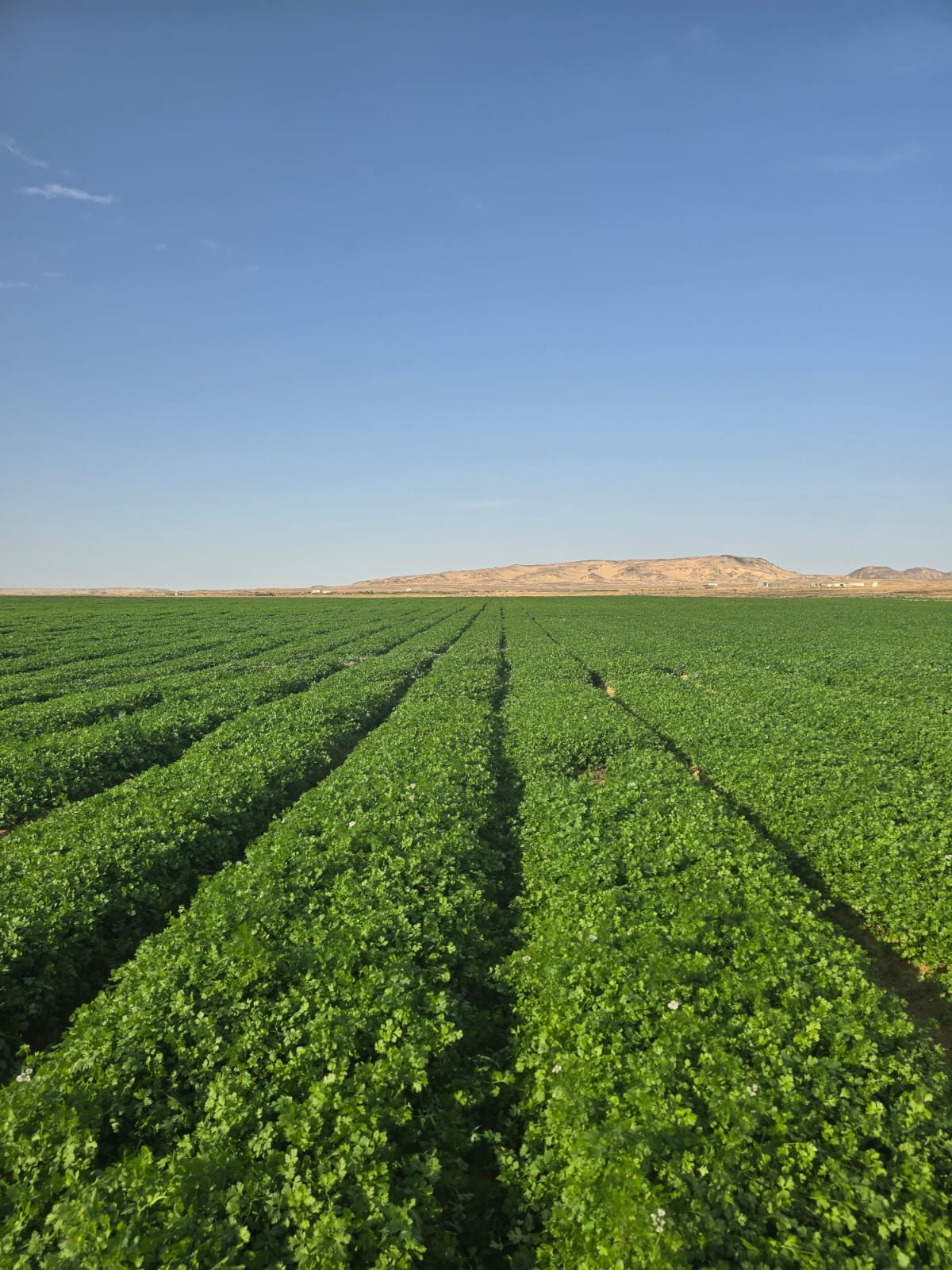 Green cultivated farm rows