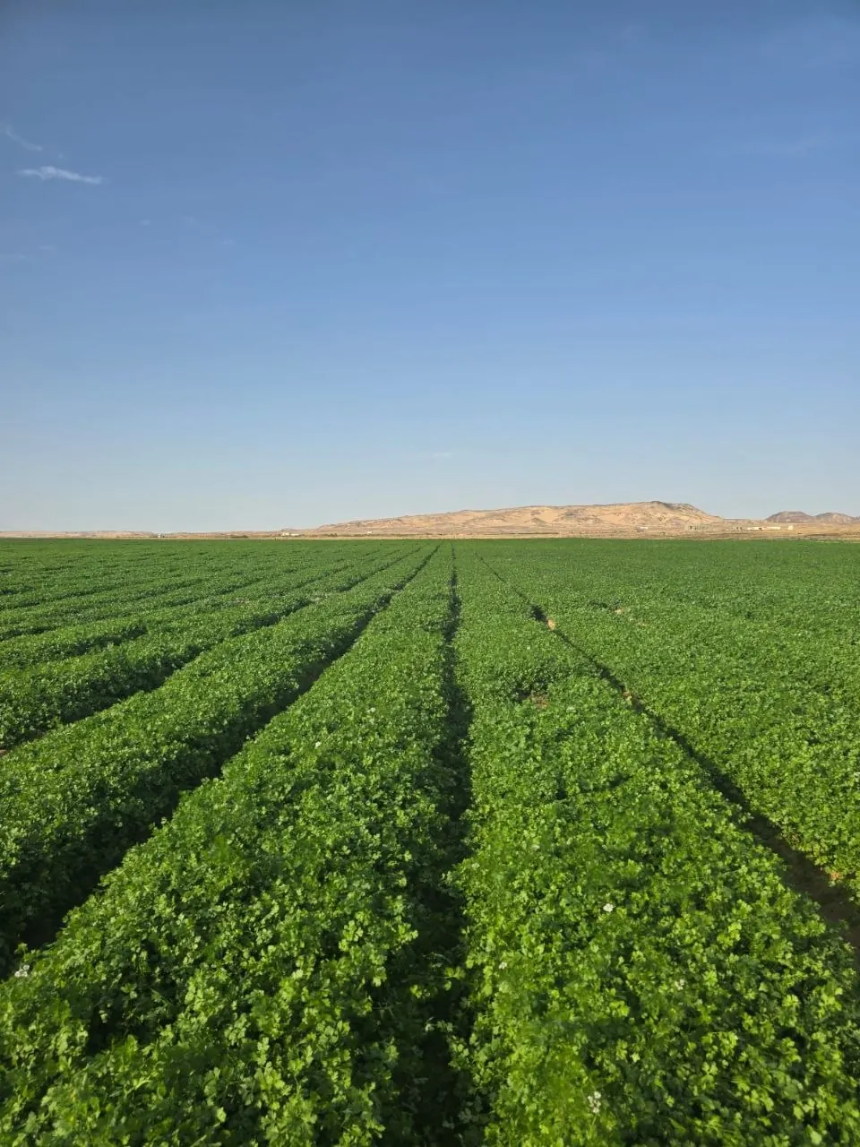 Herb fields