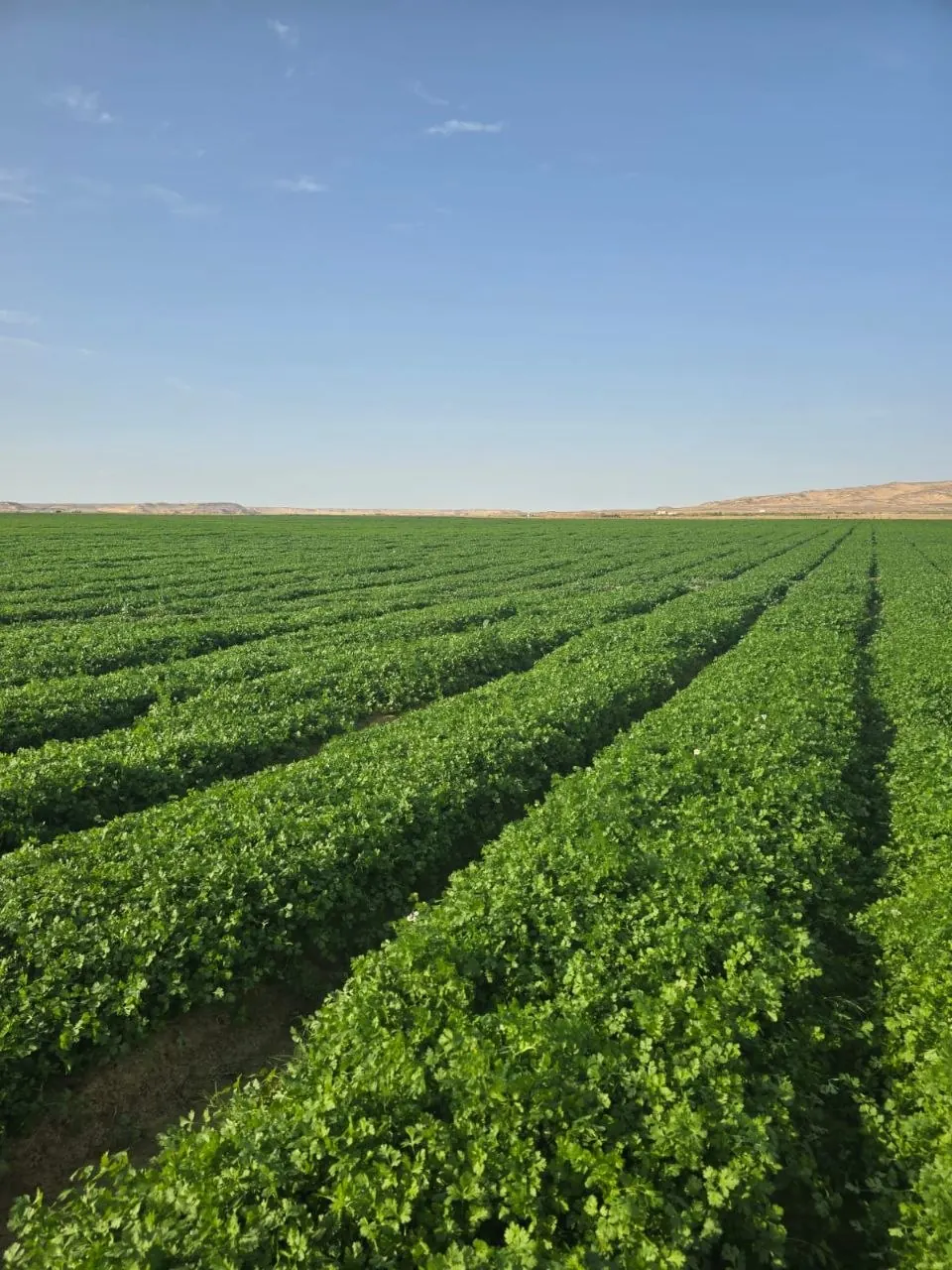 Growing fields