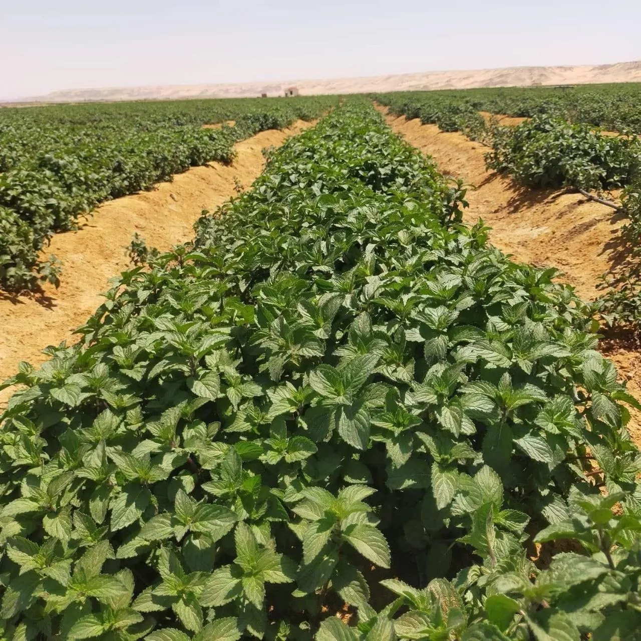 Leaf crops