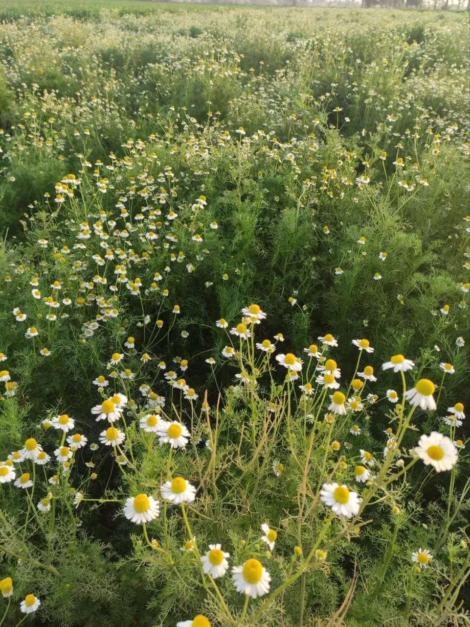 Chamomile fields